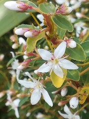 Buchu (Agathosma crenulata)