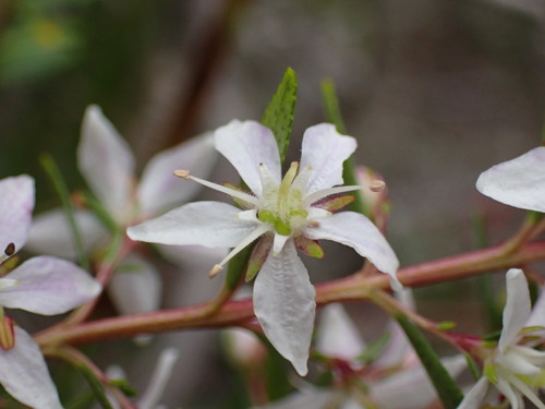Buchu (Agathosma crenulata)