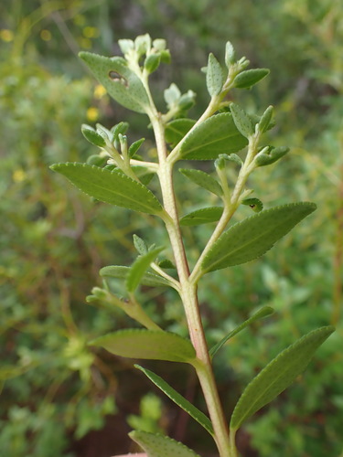 Buchu (Agathosma crenulata)