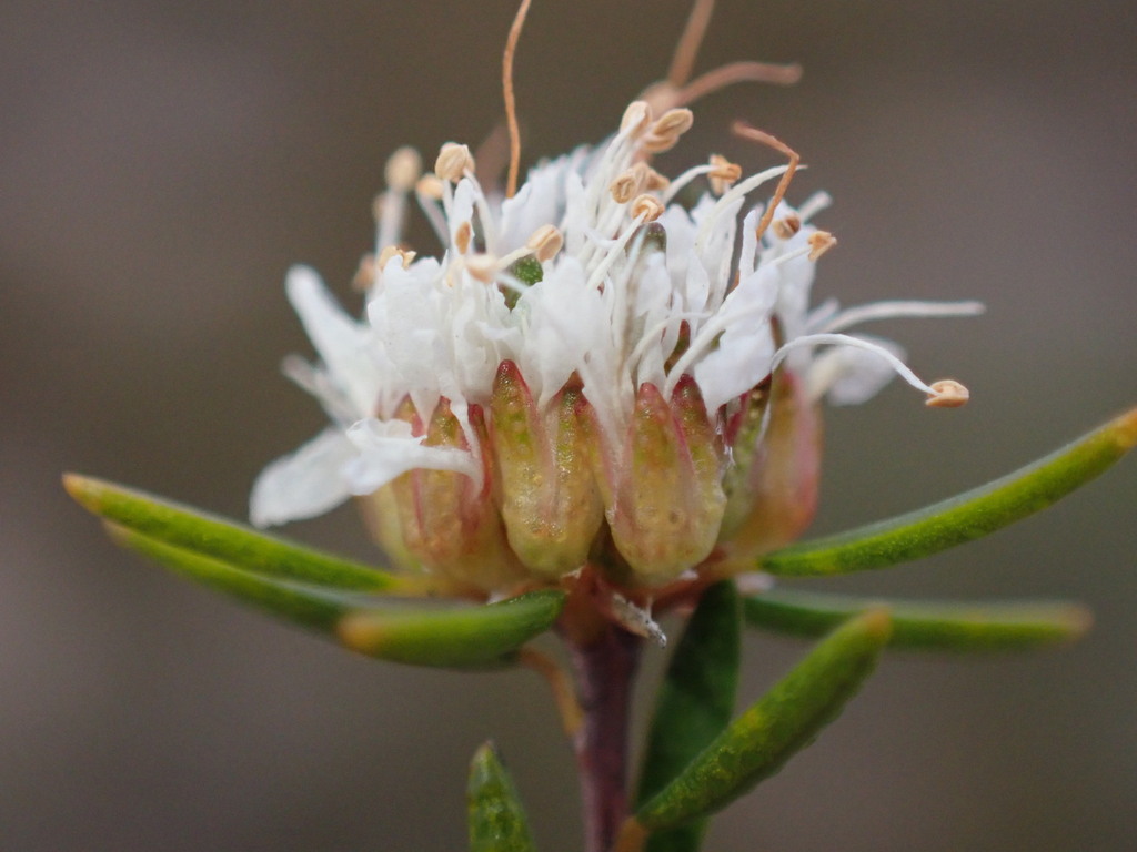 Agathosma dregeana (Agathosma dregeana)