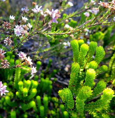 Agathosma eriantha (Agathosma eriantha)