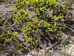 Agathosma eriantha (Agathosma eriantha)
