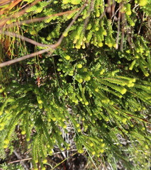 Agathosma eriantha (Agathosma eriantha)