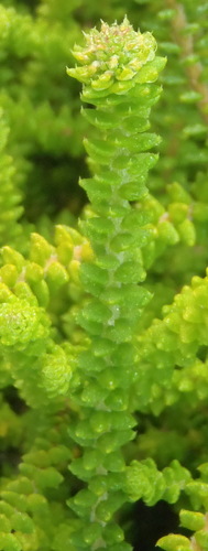 Agathosma eriantha (Agathosma eriantha)