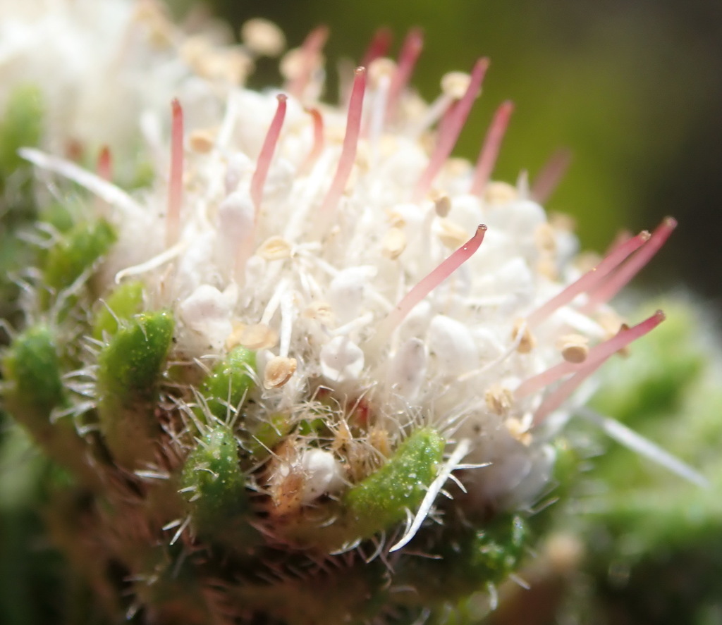 Agathosma eriantha (Agathosma eriantha)