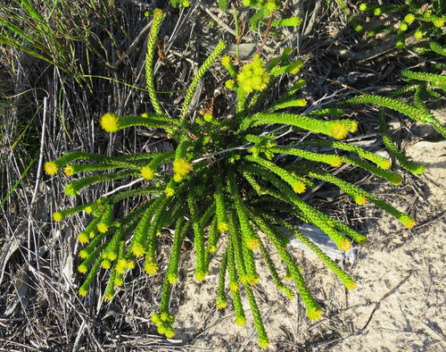 Agathosma eriantha (Agathosma eriantha)