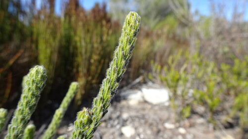 Agathosma eriantha (Agathosma eriantha)