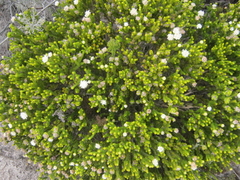 Agathosma eriantha (Agathosma eriantha)