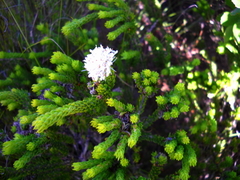 Agathosma eriantha (Agathosma eriantha)