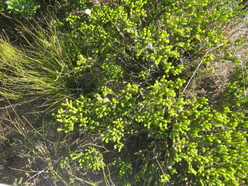 Agathosma eriantha (Agathosma eriantha)