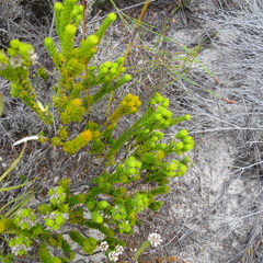 Agathosma eriantha (Agathosma eriantha)