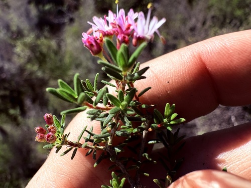 Agathosma foetidissima (Agathosma foetidissima)