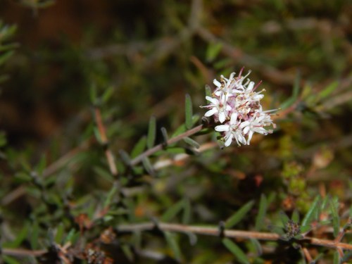 Agathosma foetidissima (Agathosma foetidissima)