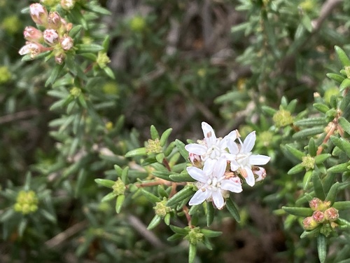 Agathosma foetidissima (Agathosma foetidissima)