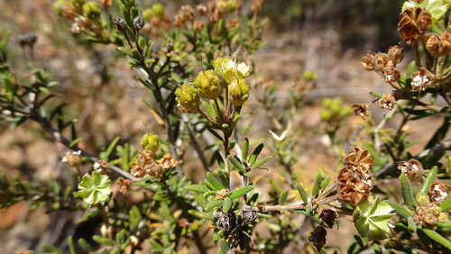 Agathosma foetidissima (Agathosma foetidissima)