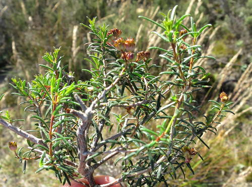 Agathosma foetidissima (Agathosma foetidissima)