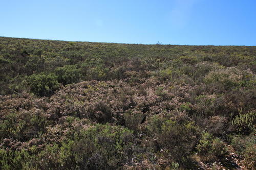 Agathosma foetidissima (Agathosma foetidissima)