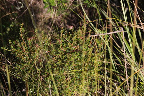 Agathosma foetidissima (Agathosma foetidissima)