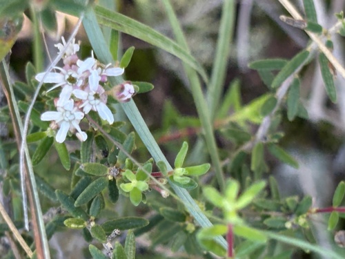 Agathosma foetidissima (Agathosma foetidissima)