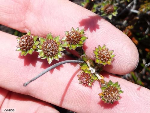 Agathosma foleyana (Agathosma foleyana)