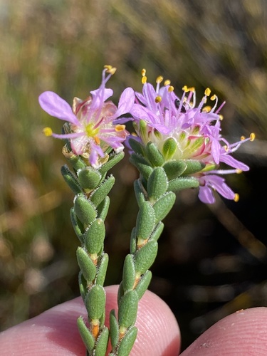 Agathosma foleyana (Agathosma foleyana)