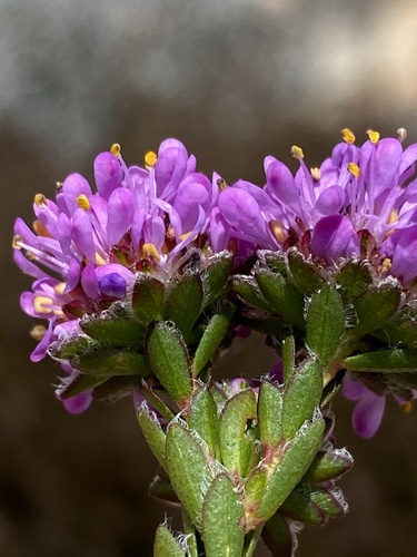 Agathosma foleyana (Agathosma foleyana)
