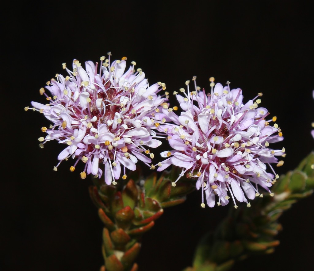 Agathosma foleyana (Agathosma foleyana)