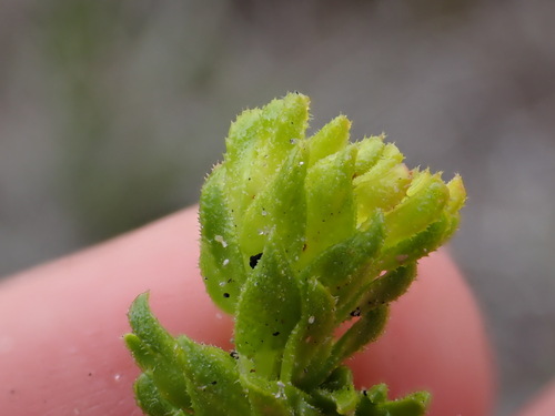 Agathosma geniculata (Agathosma geniculata)