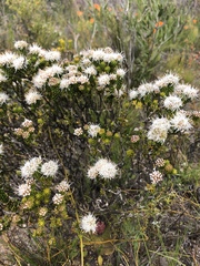 Agathosma geniculata (Agathosma geniculata)