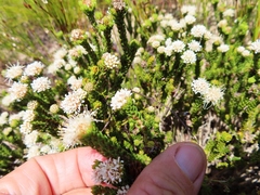 Agathosma geniculata (Agathosma geniculata)