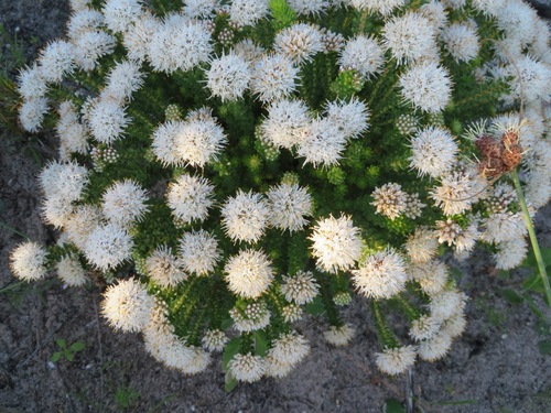 Agathosma geniculata (Agathosma geniculata)