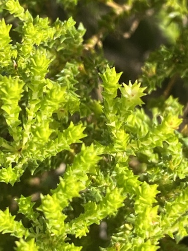 Agathosma geniculata (Agathosma geniculata)