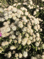 Agathosma geniculata (Agathosma geniculata)