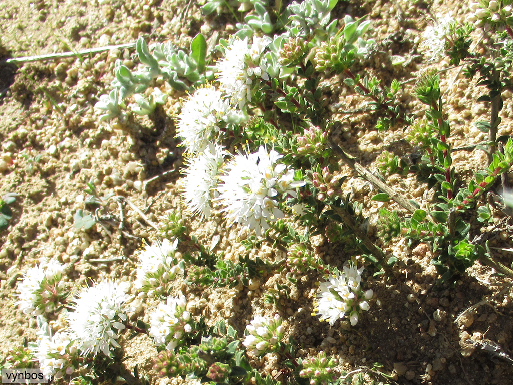 Agathosma glandulosa (Agathosma glandulosa)