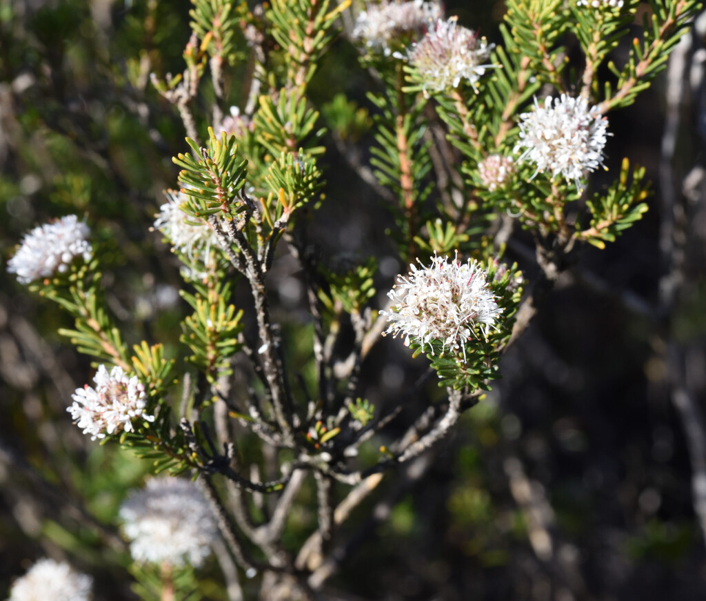 Agathosma gonaquensis (Agathosma gonaquensis)