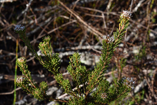 Agathosma gonaquensis (Agathosma gonaquensis)