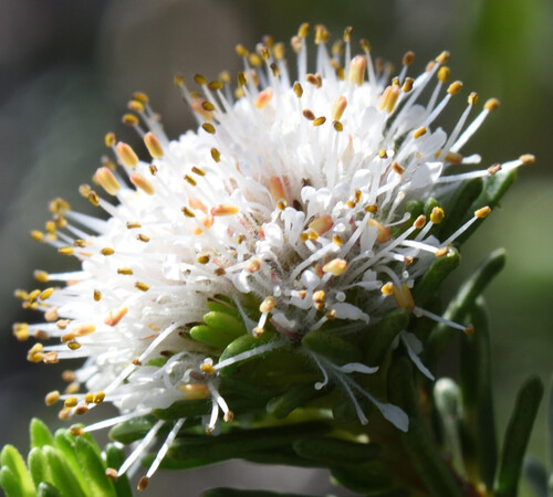 Agathosma gonaquensis (Agathosma gonaquensis)