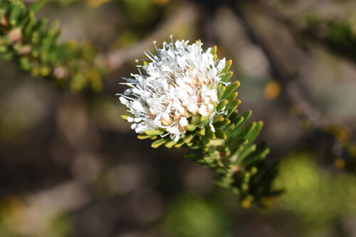 Agathosma gonaquensis (Agathosma gonaquensis)