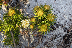 Hooker's buchu (Agathosma hookeri)