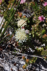 Hooker's buchu (Agathosma hookeri)