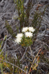 Hooker's buchu (Agathosma hookeri)