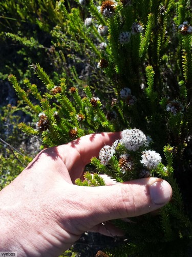Hooker's buchu (Agathosma hookeri)