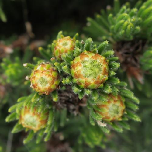 Hooker's buchu (Agathosma hookeri)
