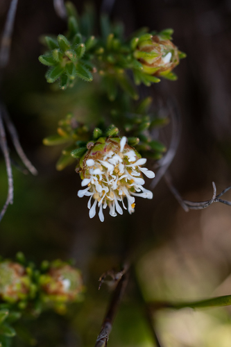Hooker's buchu (Agathosma hookeri)