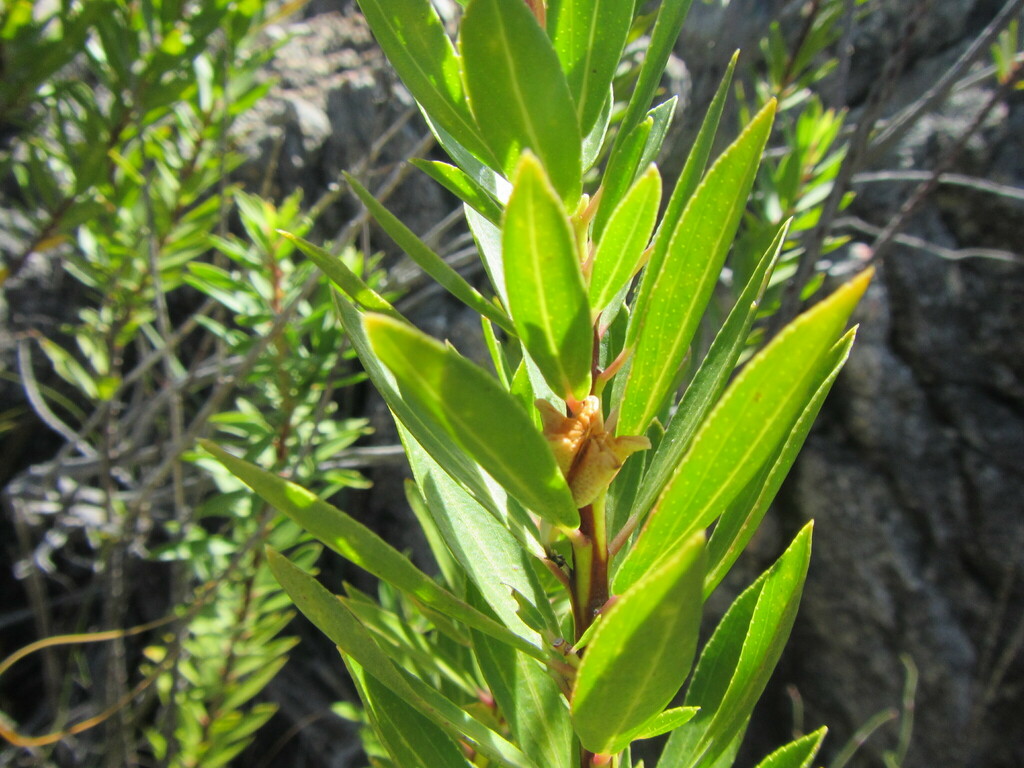 Agathosma insignis (Agathosma insignis)