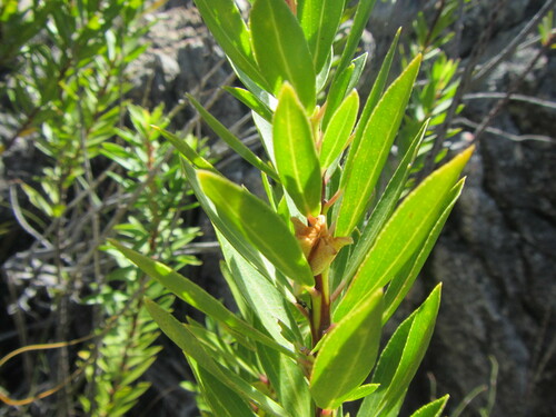 Agathosma insignis (Agathosma insignis)