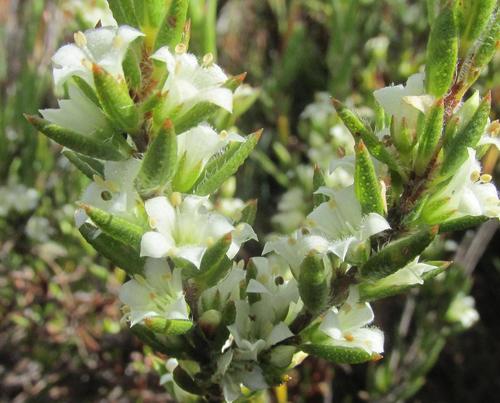Agathosma kougaensis (Agathosma kougaensis)