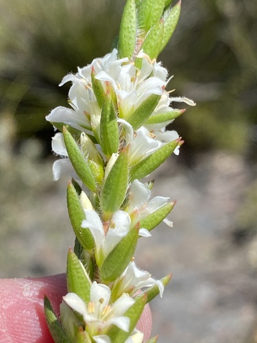 Agathosma kougaensis (Agathosma kougaensis)