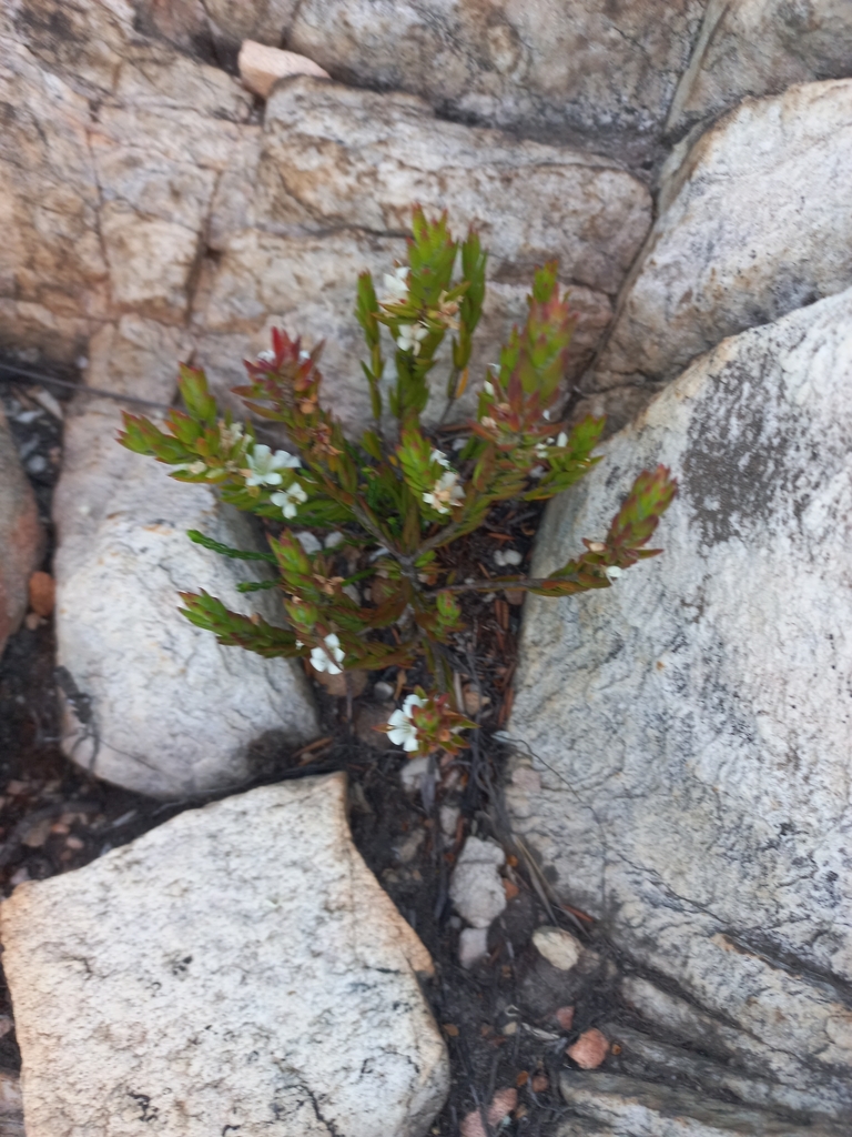 Agathosma kougaensis (Agathosma kougaensis)