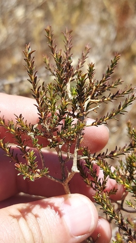 Agathosma latipetala (Agathosma latipetala)